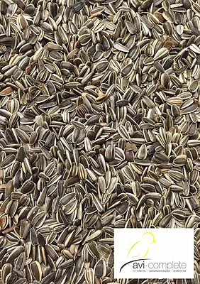 500g Sonnenblumenkerne gestreift (5,84€/kg) von avi-complete