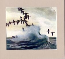 Peter Scott  ~ Brent Geese Fly Along The Shore ~ Genuine Original Vintage  1944