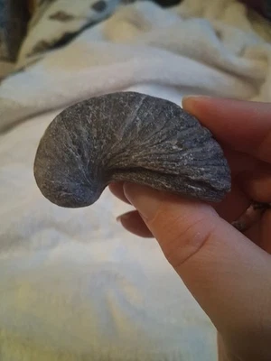 Gryphaea Fossil Devils Toenail, Glamorgan Coastline - Image 1 of 4