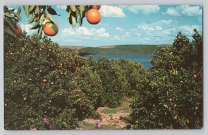 Postal color pasticromo vista huerto cítrico escena naranjo de Florida - Imagen 1 de 2
