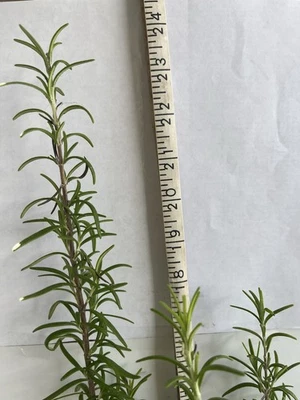 Organic Rosemary Herb Plants LIVE-Free Shipping - Image 1 of 4