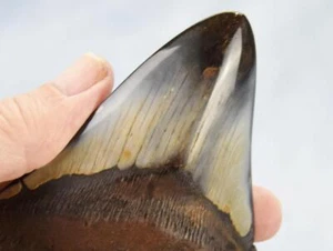 Megalodon Shark Teeth XLG Real FOSSIL 5 - 24 million year old 124mm 4.7" 605dd - Picture 1 of 17