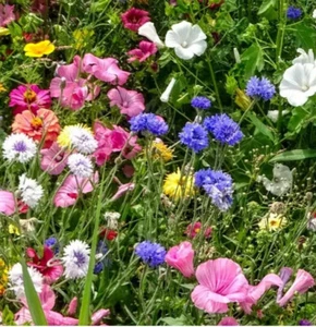 1,2Kg Wildblumensamen /Bienenwiese / Insektenwiese / - Picture 1 of 2