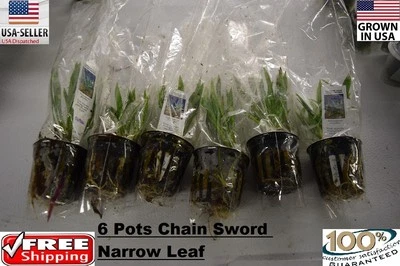 6 Pots of Chain Sword Narrow Leaf plants Easy Aquarium aquascaping planted tank
