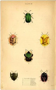 1835 JARDINE "Naturalist's Library" HC ENGRAVING tortoise, or leaf-mining beetle - Picture 1 of 4
