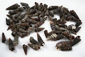 SIETE (7) carcasas de tornillo pequeñas - Cerithium sulcata #05-14 - Imagen 1 de 1