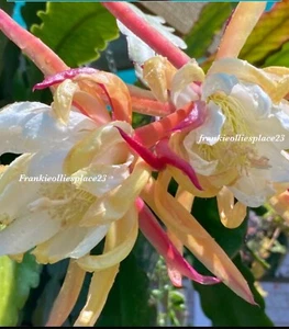 1.Epiphyllum /CACTUS Large Cutting No To W.A Or Tassie Beautiful Large Blooms - Picture 1 of 4