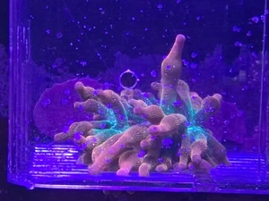 small Rainbow Bubble Tip Anemone Tri Colour soft coral Frag Softie - Picture 1 of 1