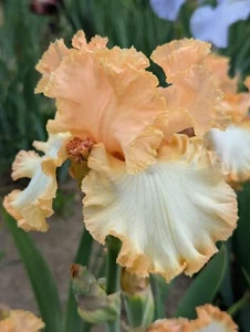 'Barbara My Love' TB Iris Rizoma PREVENDITA per spedizione luglio, agosto e 25 settembre - Foto 1 di 3