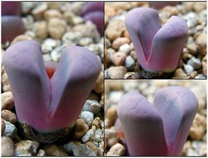 50 semi di Lithops meyeri C272,sassi viventi, iving stones seeds - Imagen 1 de 1