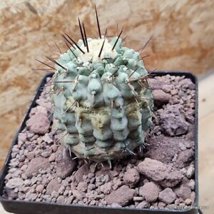 G02 COPIAPOA CINEREA COLUMNA ALBA LAS TORTOLAS pot12-H8-W6.5 cm MaMa Cactus