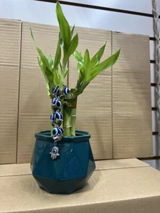 Bamboo Plant And Vase Real Plant Bambu - Picture 1 of 4