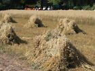 Photo 6x4 Old fashioned harvest Calverton/SK6149 Oats cut by a reaper an c2011