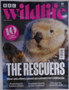 BBC Wildlife magazine May 2025 How Sea Otters saved an estuary in California - Picture 1 of 1