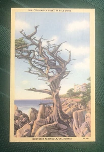 Old Witch Tree 17 Mile Drive Montery Peninsula California Linen Postcard NOS - Picture 1 of 2