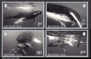 BERMUDA 2025 BALLENA - Imagen 1 de 1