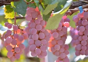 100+ Koshu Grape Seedss (Vitis vinifera) Table Grape - Picture 1 of 8
