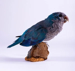 Taxidermy Blue Monk Parakeet or Quaker Parrot Real Stuffed Bird Standing mount - Picture 1 of 8