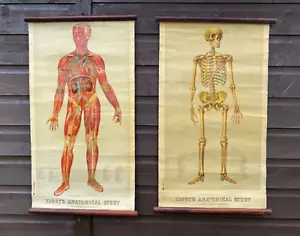 2 X Muy Raro Americano 1885 Anatómico Yaggy’s Carta Músculos Humanos y Esqueleto - Imagen 1 de 19