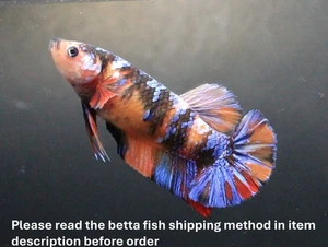 Live Betta Fish Pet Fancy Red KOI Galaxy Female Quality Plakat Breed Girl Thai A - Picture 1 of 24