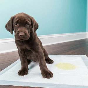 HEAVY DUTY LARGE PUPPY PET TRAINING WEE PEE TOILET PADS PAD FLOOR MATS DOG CAT - Picture 1 of 18