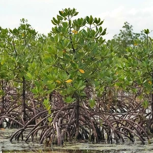 Red Mangrove (Rhizophora mangle) - seed - Bild 1 von 5