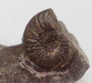 Ammonite, Klipsteinia sp, Trias, Ladin, Hallstätter Kalk, Carinzia, Austria-L443 - Foto 1 di 4