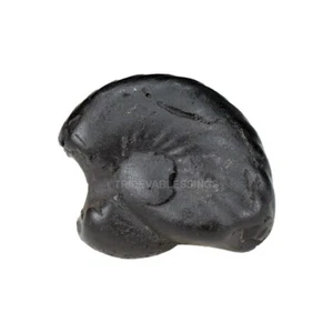 Sarvottam Narsimha Kalptaru Shaligram Shila - Picture 1 of 3