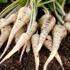 500 Graines - Panais Demi-Long De Guernesey - Semences Paysannes - BIO - Picture 1 of 1