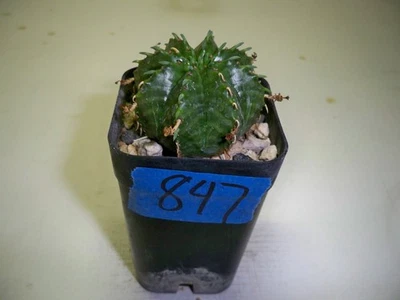 #847  -  Euphorbia Meloformis - Image 1 of 3
