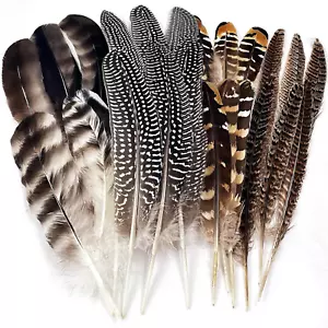 24Pcs Natural Pheasant Feathers for DIY Craft 15-22Cm Assorted Wild Turkey Feath - Picture 1 of 11