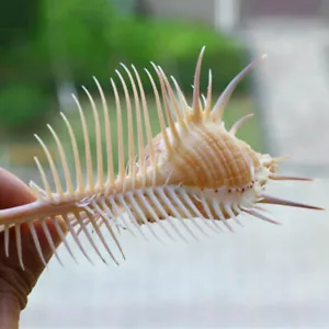 Nuovo naturale Murex Pecten Shell conchiglia corallo lumaca casa acquario ornamento - Foto 1 di 6