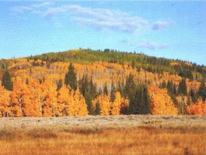 Postcard Utah Lambert Hollow Uintah Nat'l Forest Aspen Trees Unused MINT  - Picture 1 of 1