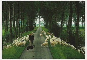 Postcard Martin Kers, Photographer "Zuid-Beveland, Zeeland, NL" Sheepherding MNT - Picture 1 of 1