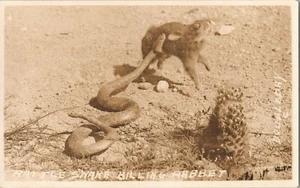 RPPC Vintage Real Photo Postcard Rattle Snake attacks Rabbit Doubleday PC-8 - Picture 1 of 2