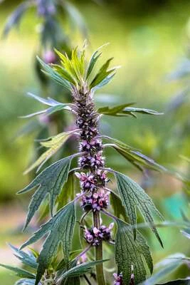 SEEDVILLE USA 50 MOTHERWORT (Lions Tail / Heartwort) Leonurus Cardiaca Herb Flower Seeds