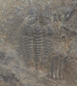 Trilobit, Redlichia chinensis, Kambrium, Provinz Hunnan, China -m4 - Picture 1 of 4