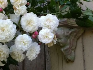 Felicite and Perpectual Rose, rambler, climber, plant bare root - Picture 1 of 7