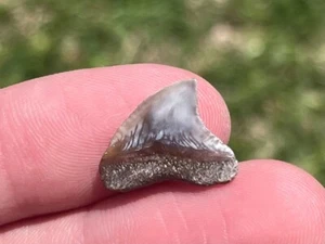 Dente di squalo toro fossile Perù Pliocene epoca megalodonte formazione pisco - Foto 1 di 3