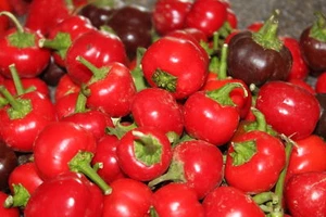 Mini Campana Pimiento Rojo - más de 10 semillas - ¡DELICIOSO BOCADO! Ca 010 - Imagen 1 de 1