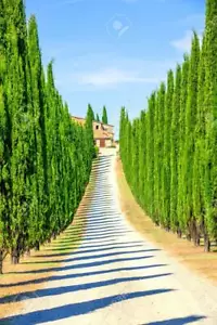 50 Italian Cypress Tree Seeds for Planting Exotic Evergreen - Picture 1 of 1