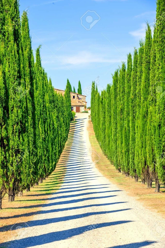 50 Italian Cypress Tree Seeds for Planting Exotic Evergreen - Image 1 of 1