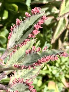 25 Baby Pups Kalanchoe 'Pink Butterflies' Mother of Thousands FREE shipping - Picture 1 of 3