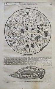 Animali microscopio Avvoltoio Muraglia Cinese Hoffman Magasin Pittoresque 1833 - Picture 1 of 4