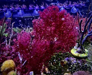 Botryocladia Occidentalis- Live Marine Macro Algae- 2” Frag- Reef and Refugium - Picture 1 of 4