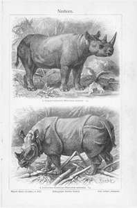 1905 RINOCERONTE NERO RINOCERONTE INDIANO INCISIONE ILLUSTRAZIONE STAMPA 1 pagina - Foto 1 di 3
