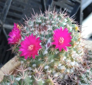 Mammillaria standleyi Massive Clump Cactus 117 - Picture 1 of 3
