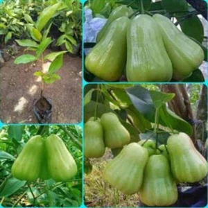 Graft Delhi Water Guava Tropical Fruit tree 3-4Ft Best Sellers - Picture 1 of 3