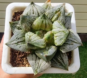 Succulent Plant -- Haworthia Kyounokoi ( Large size ) - Picture 1 of 1
