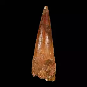 XL 3.8" Spinosaurus Fossil Tooth 100 Million Years Old Cretaceous Dinosaur COA - Picture 1 of 10